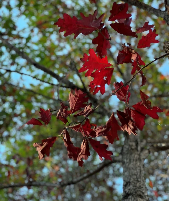 a tree with red leaves and no leaves