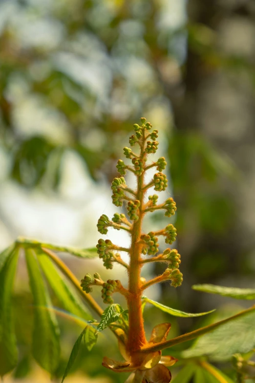 a tree nch with some leaves and green twigs