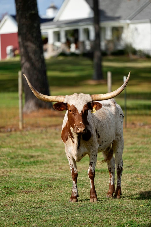 a longhorn standing in a field on a sunny day