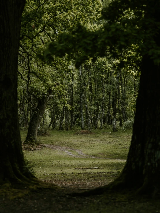 an open field between two large trees