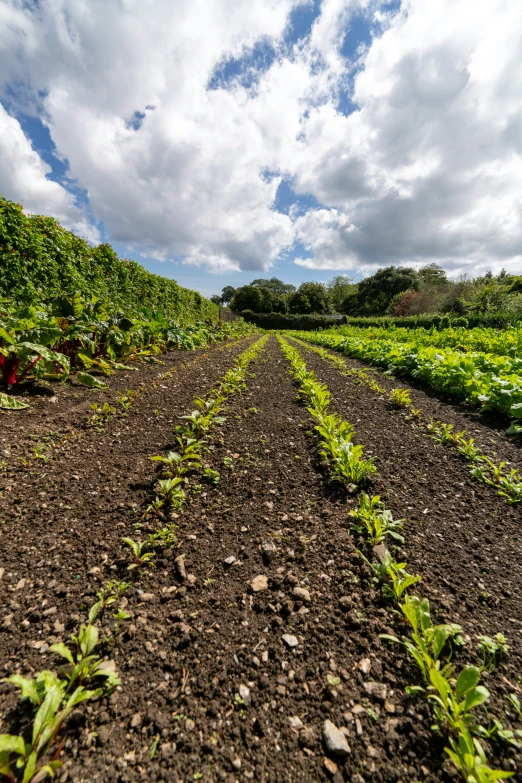 an over - grown field with several plants and dirt