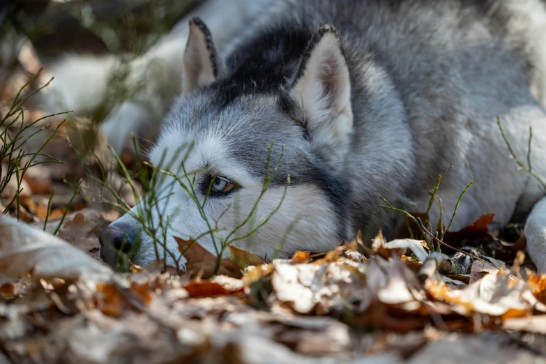 a wolf looks down as it lays in the woods