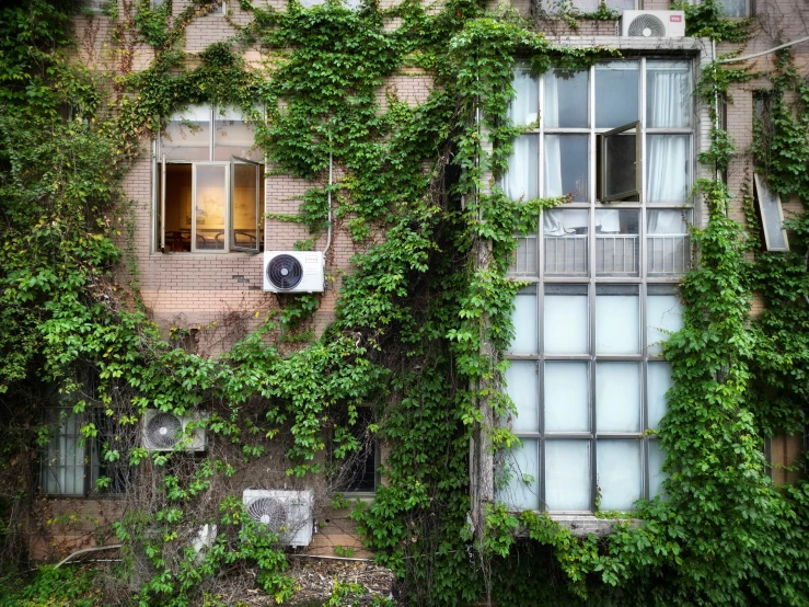 the green leaves grow around an old house