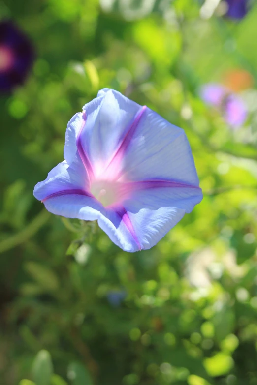 a blue and purple flower is in the sunlight