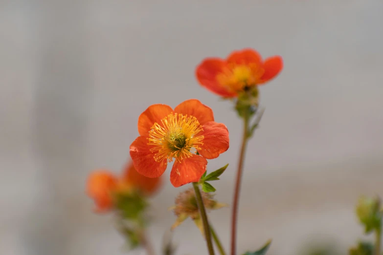 orange and yellow flowers with bright red center petals