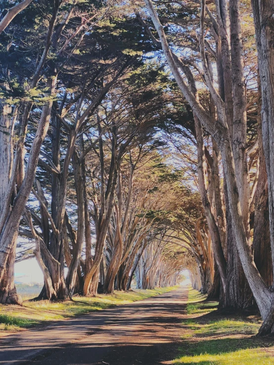 an area of trees with no leaves near an empty road