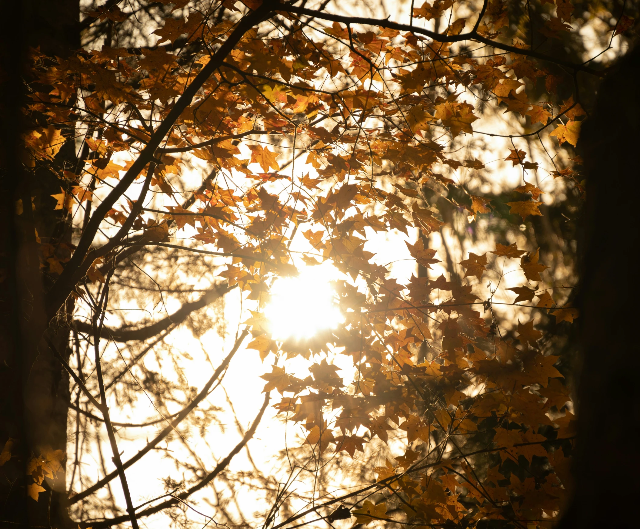 the sun through some trees during the fall