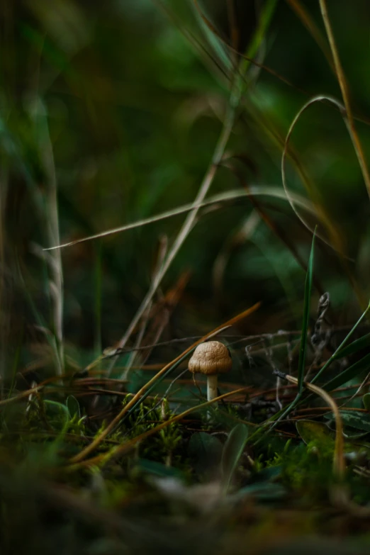 a small mushroom in the middle of a green forest