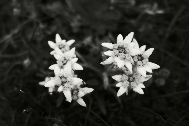 some white flowers are standing together in the woods