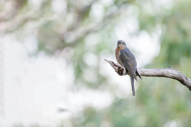 a small bird is perched on a nch