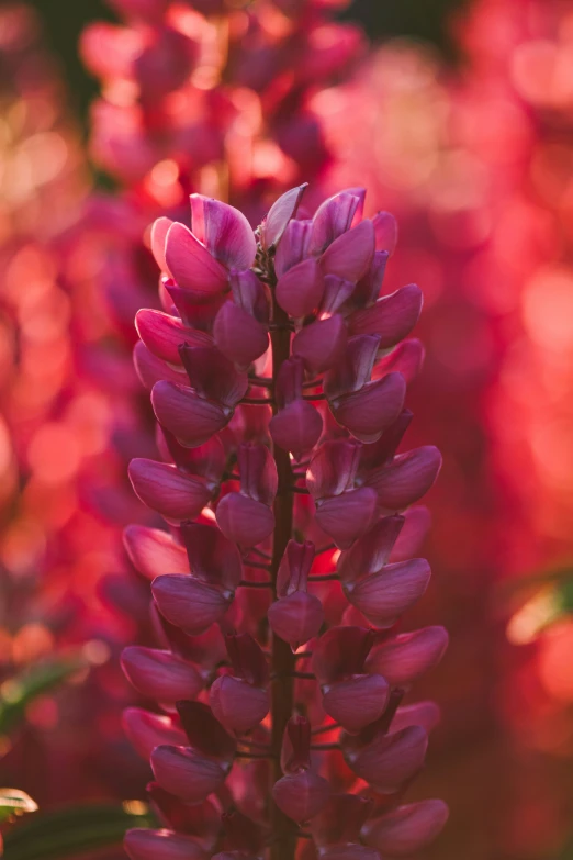 purple flowers with red and pink lighting shining in the background