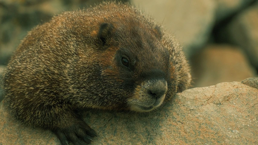 a brown bear with his head on a rock