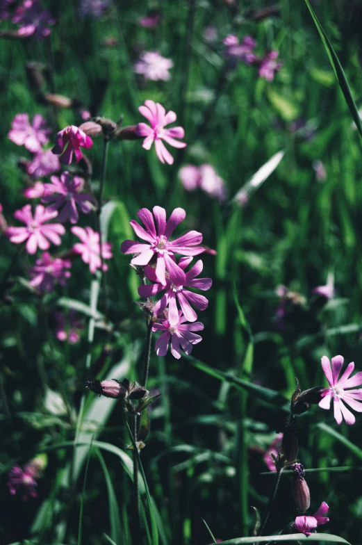 closeup of pink flowers growing out of the grass