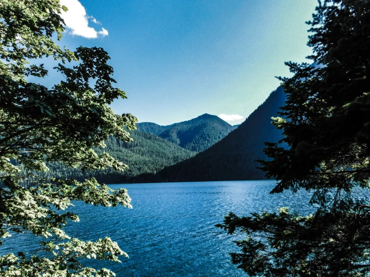 a large body of water surrounded by trees