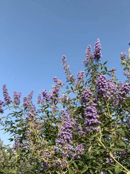 some purple flowers are growing next to each other