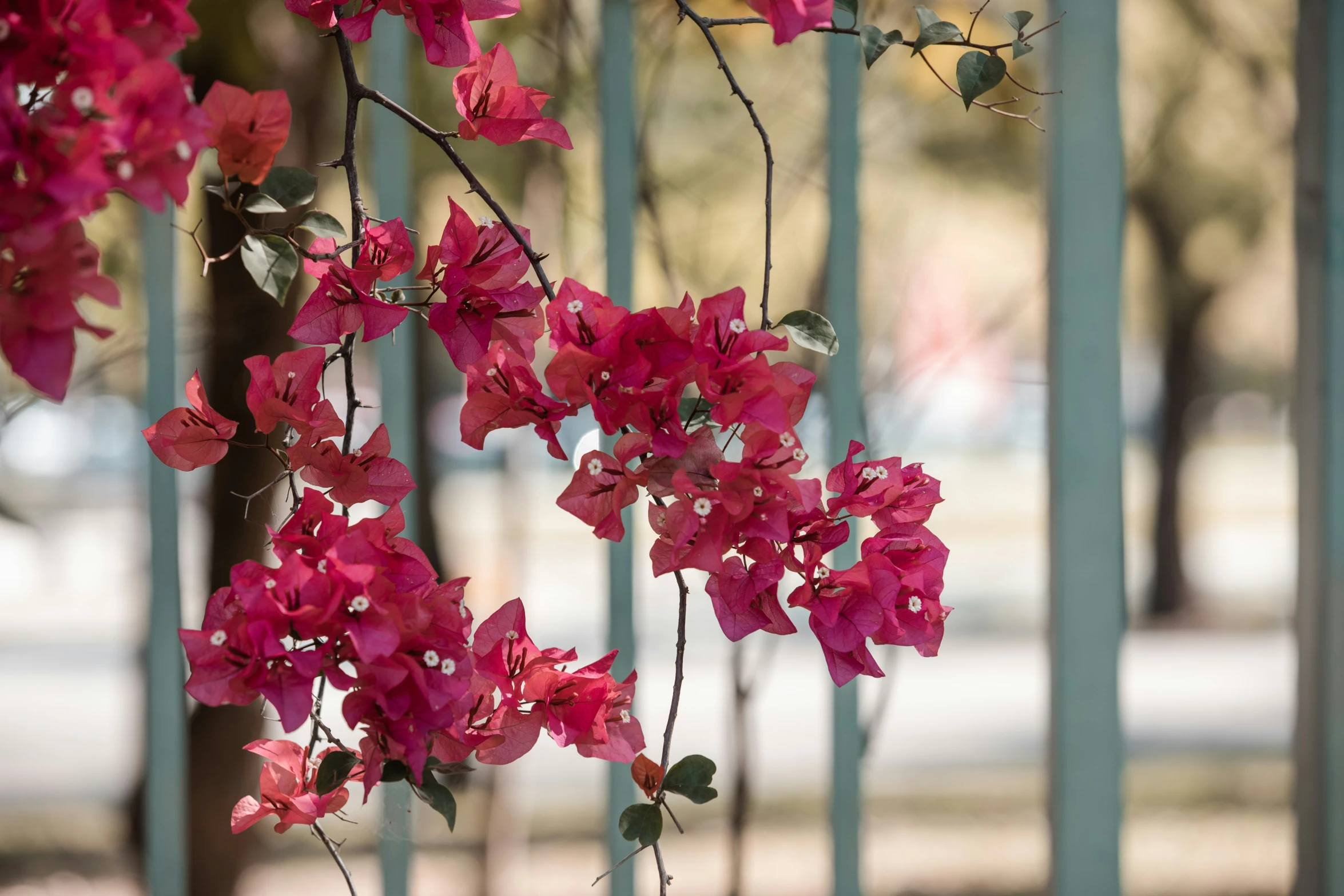 a beautiful pink flower growing on a wire fence