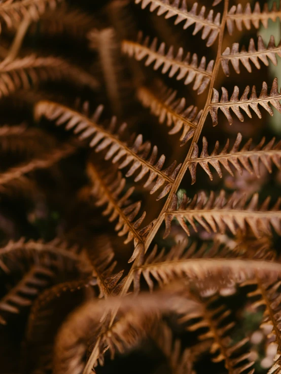 a large leaf with many large brown leaves on it