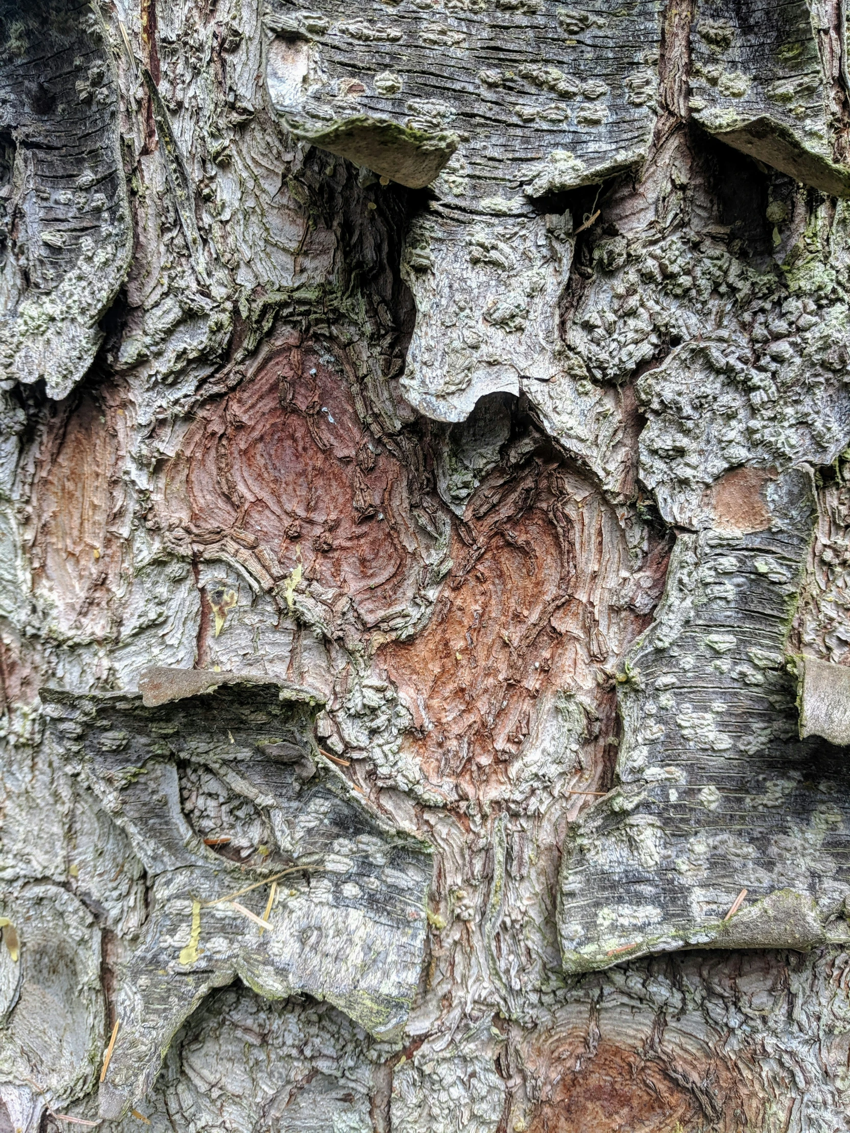 an intricately carved stone carving in the bark of a tree