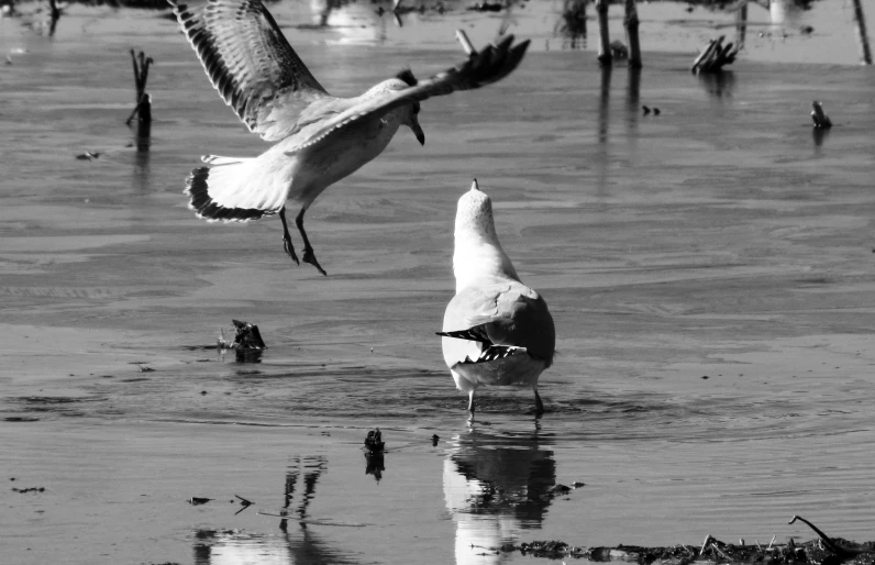 a black and white po of a couple of birds that are flying over water