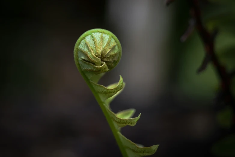 the small green plant is growing outside