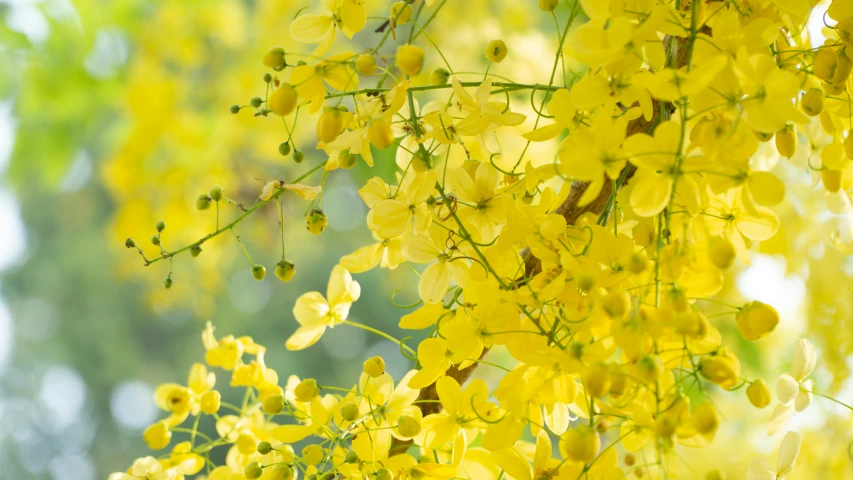 the nch of a tree has very tiny yellow flowers