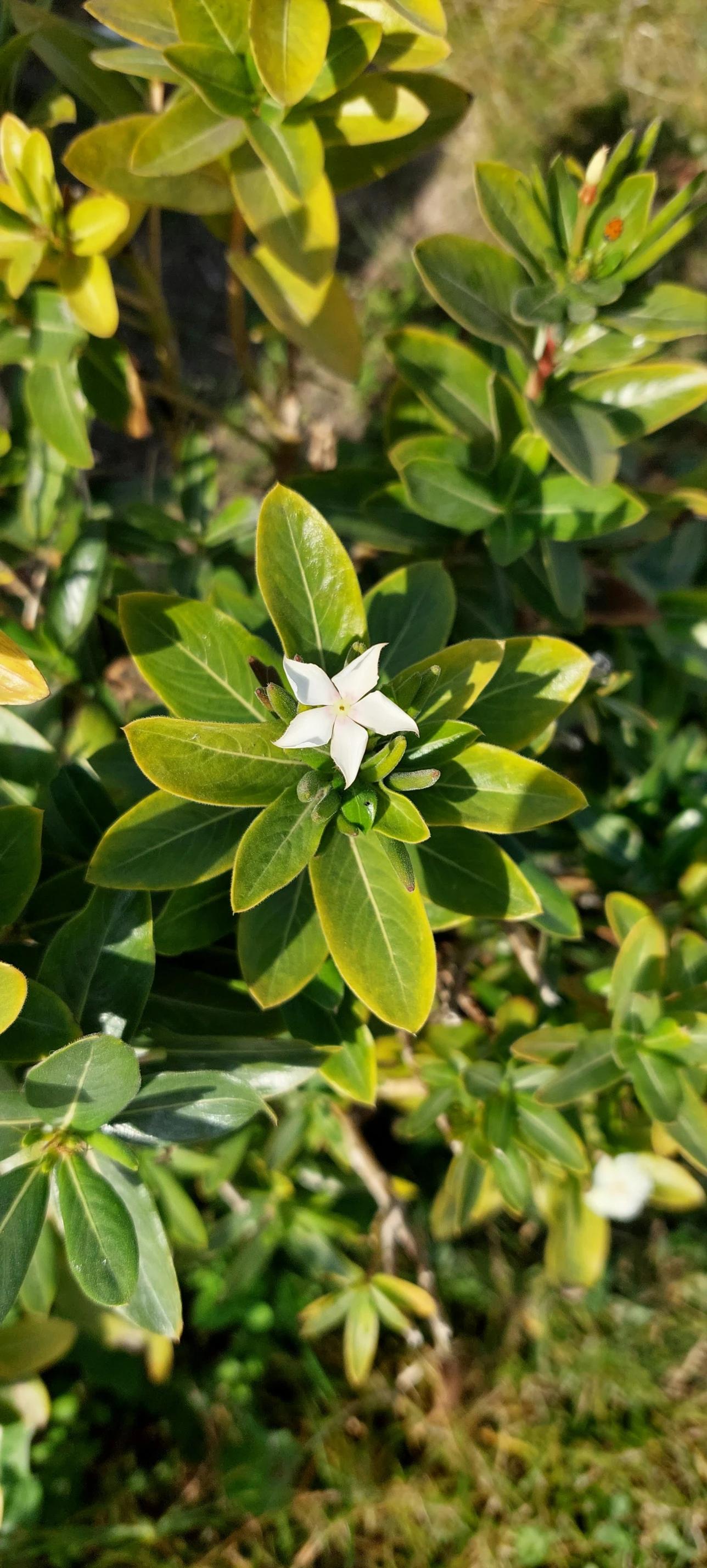 small white flower sitting on top of a green bush