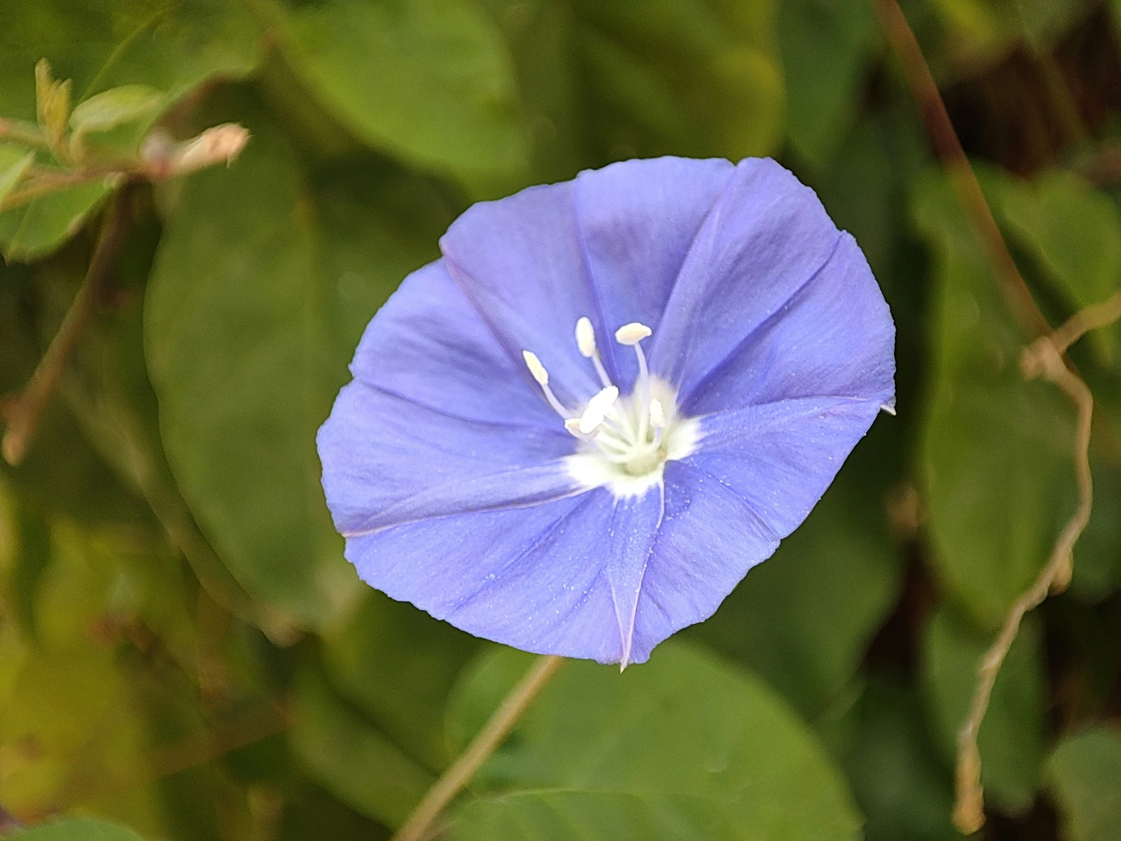 blue flower sitting in the middle of a green bush