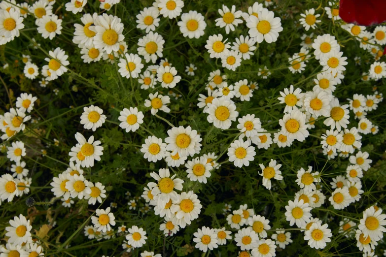 a field full of daisies with one in the middle