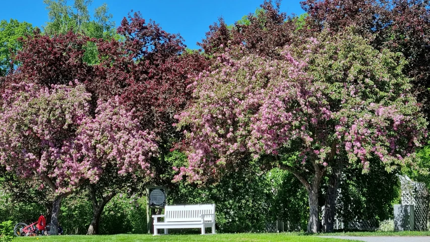 purple flowering tree in an open grassy park area