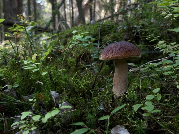 a mushroom and some moss growing in a forest