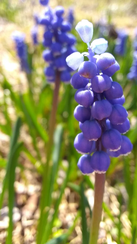 a purple flower is blooming on a sunny day