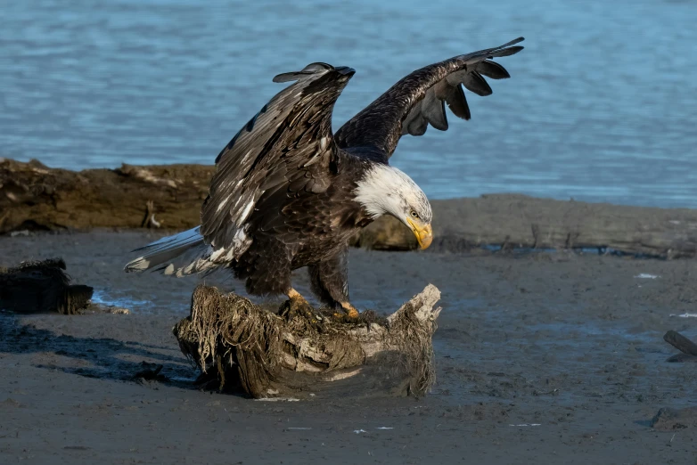 an eagle spreads its wings on top of a stump