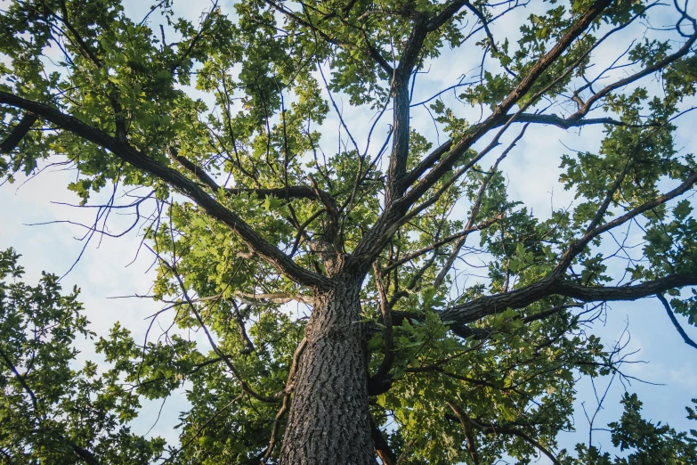 an image of looking up at the top of a tree