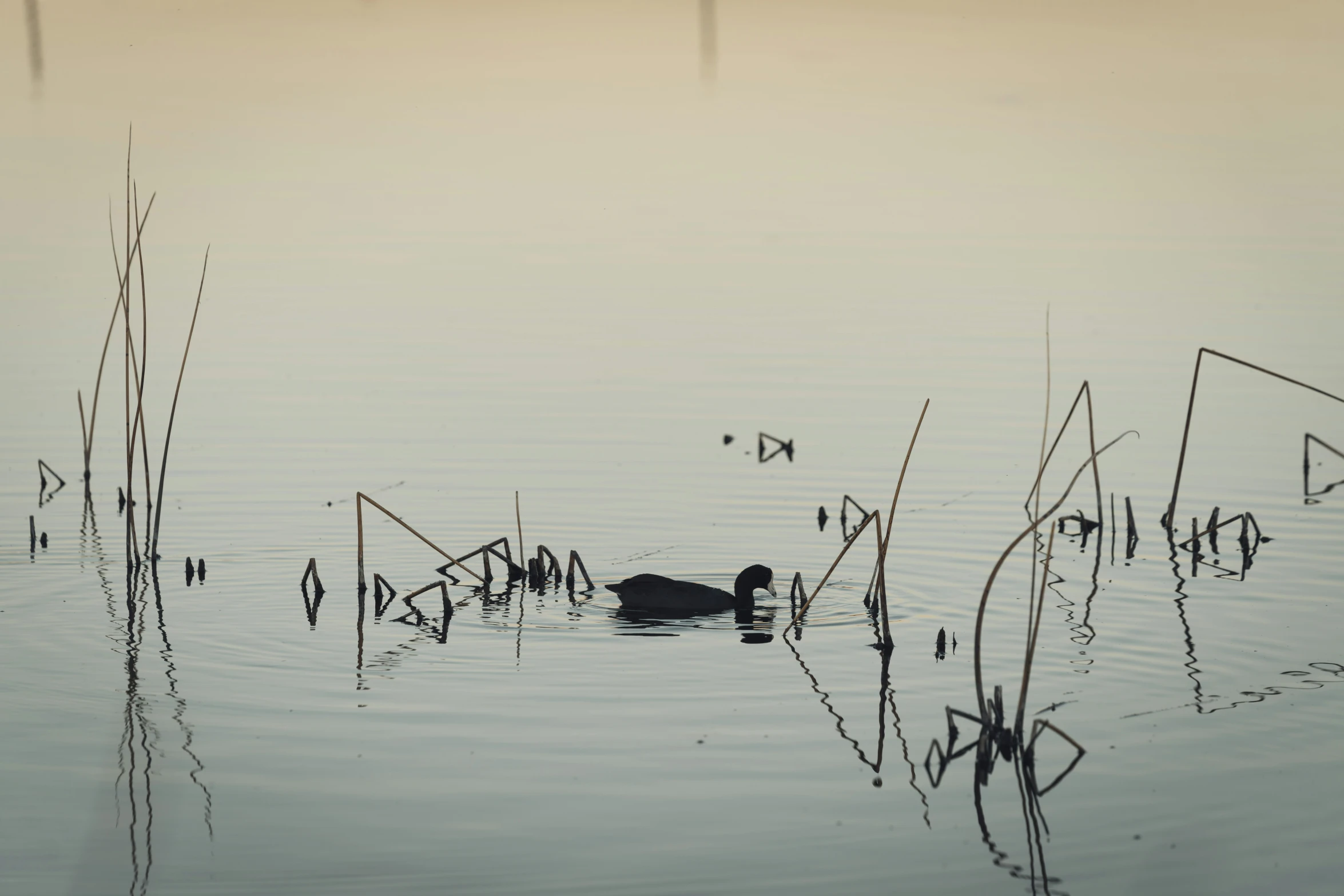 there is a duck in the water on the calm lake