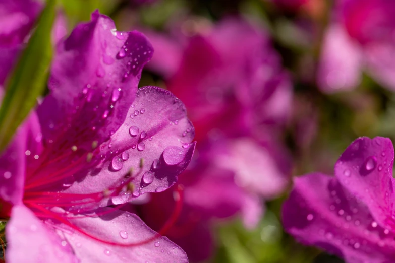close up of water droplets on pink flower