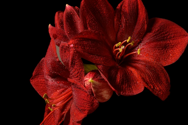 a red flower with rain drops on it