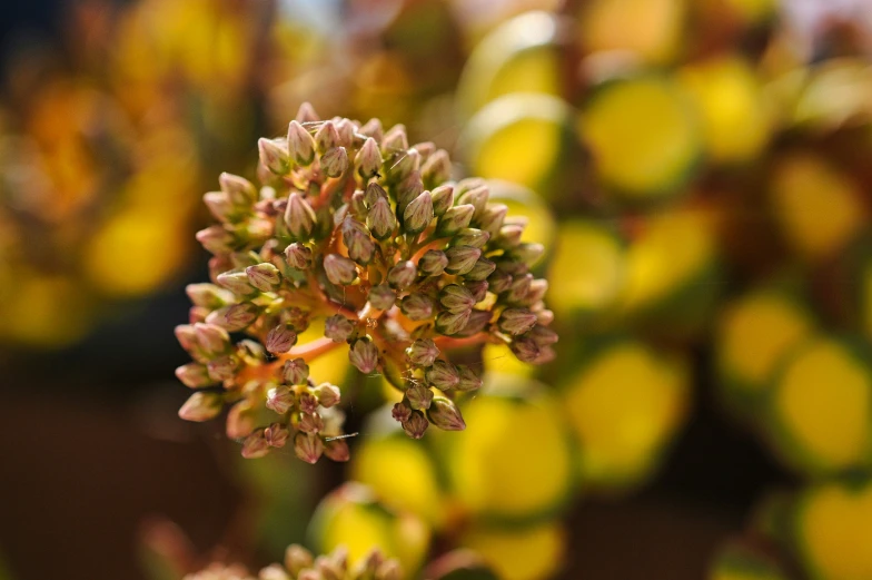 the flowers of the plant are pink with green centers