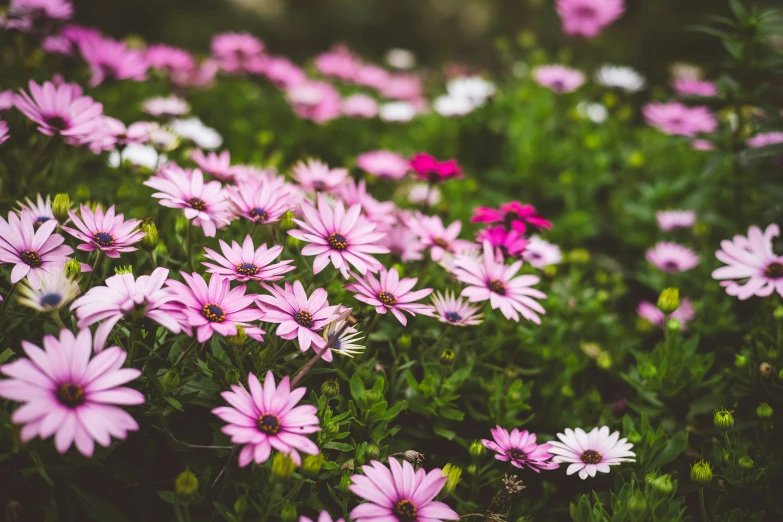 pink flowers are growing in a field with grass