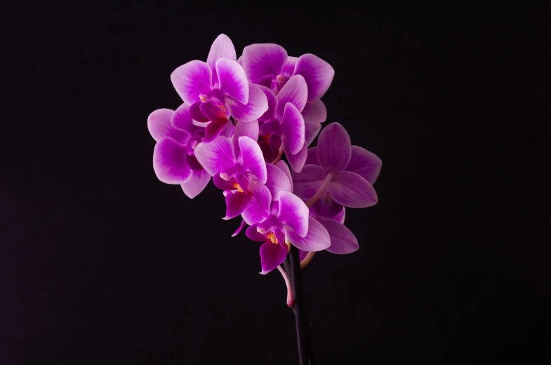 a flower that is on a vase near a black wall