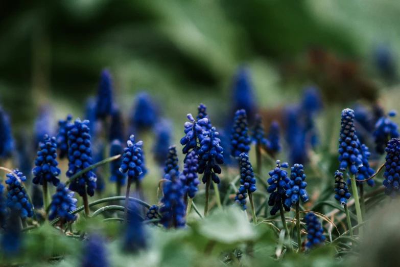 blue flowers are growing in the grass