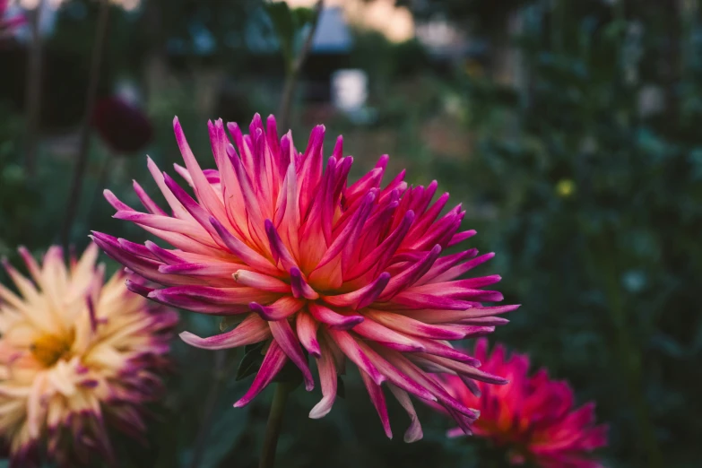 this flower has several petals with a green background