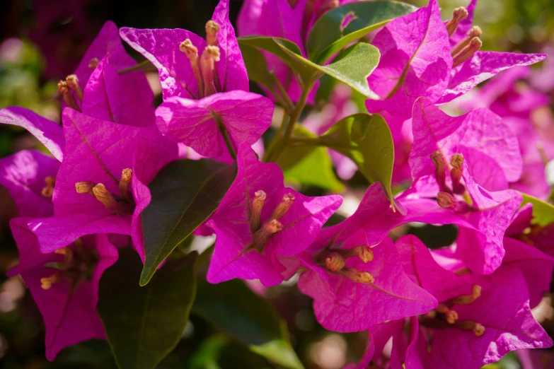 close up view of pink flowers blooming in a garden