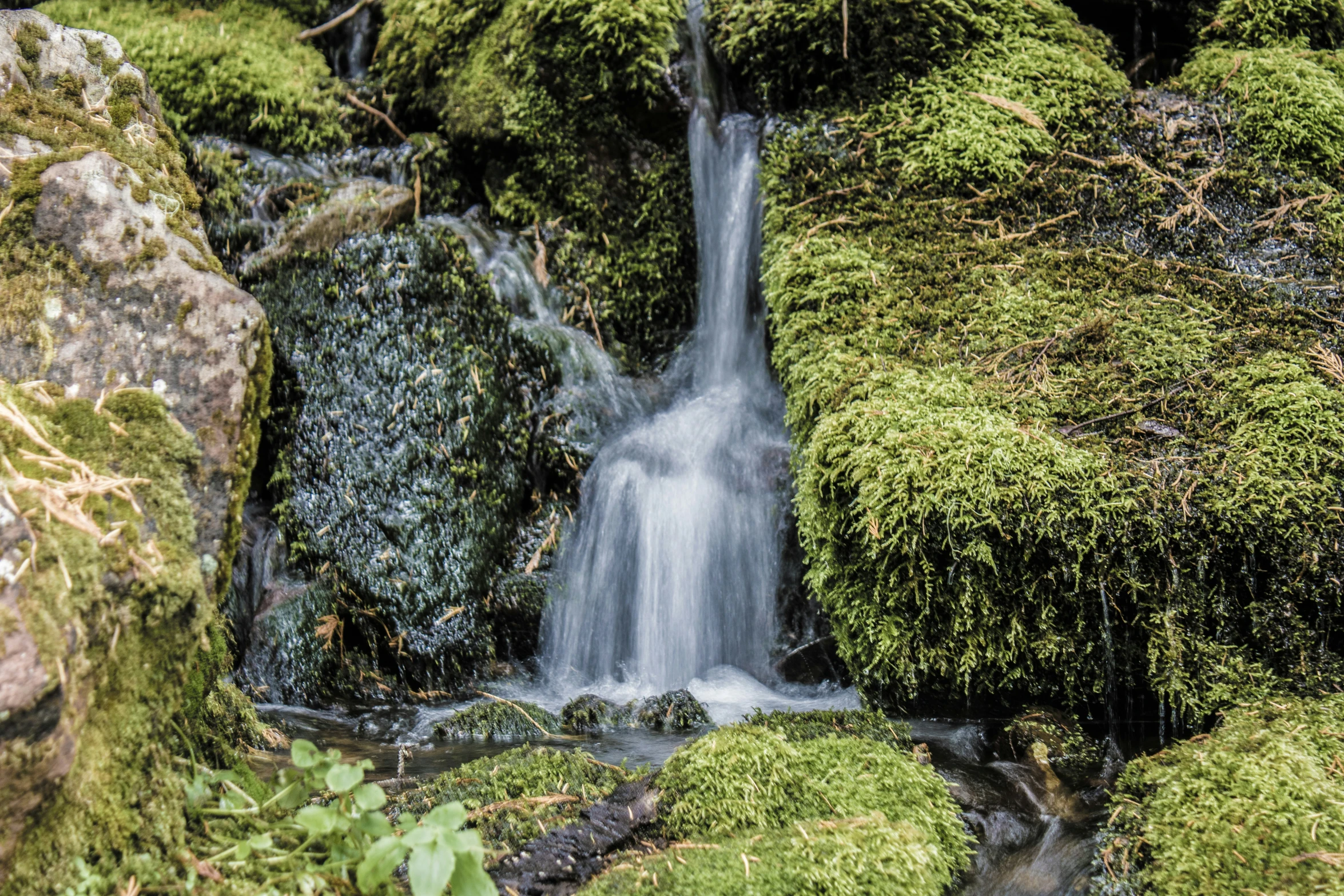 a small waterfall pouring through the jungle