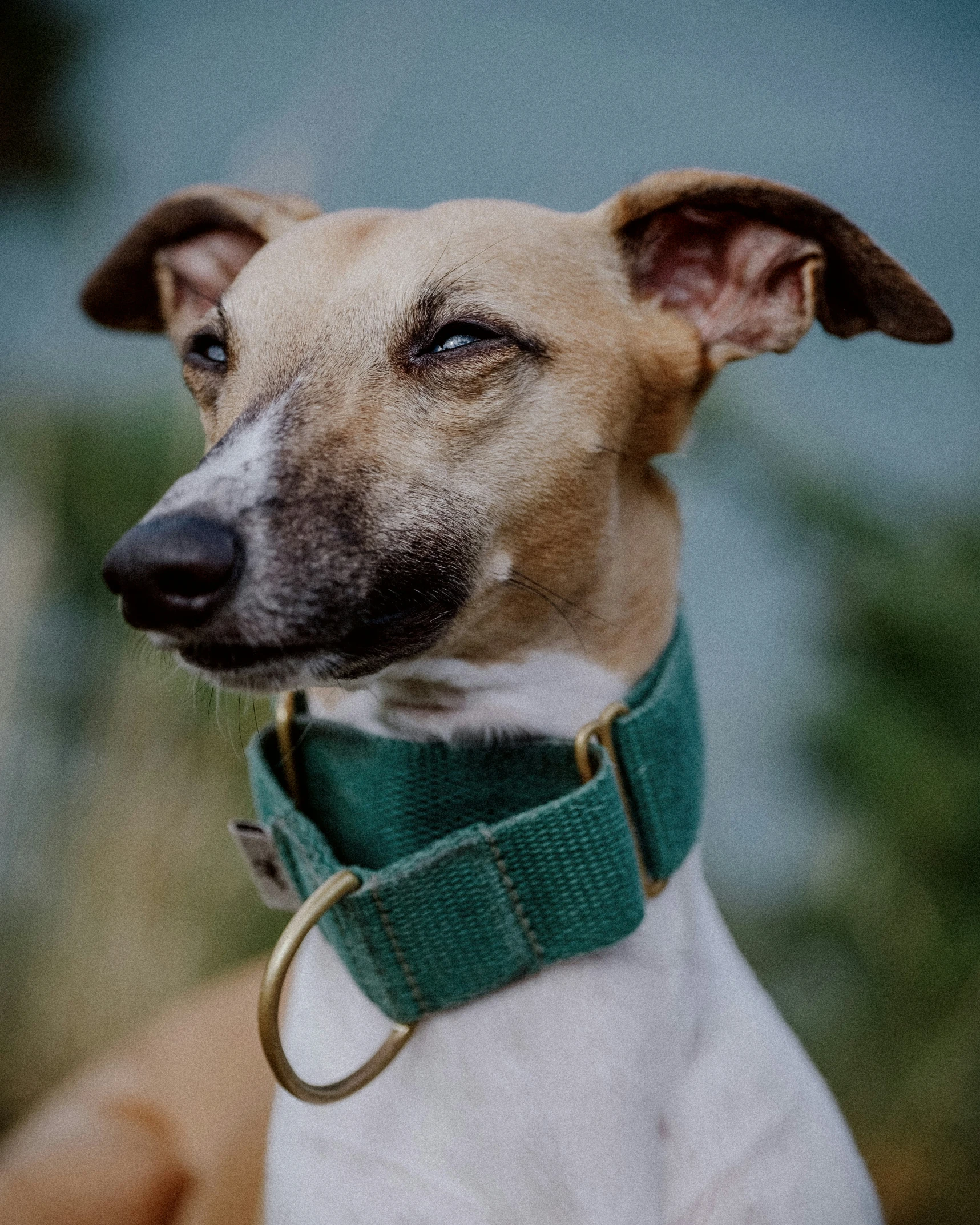 a dog is sitting while wearing a green collar