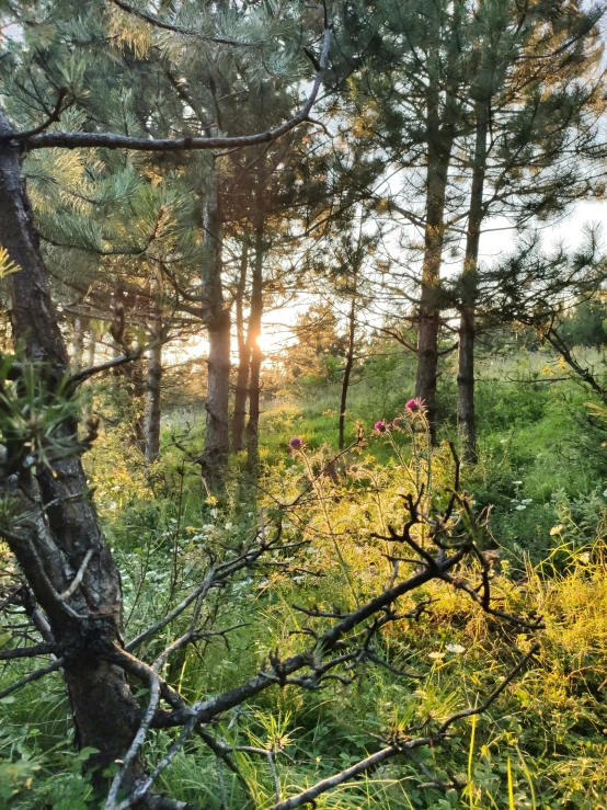 a po of the sun peeking through trees