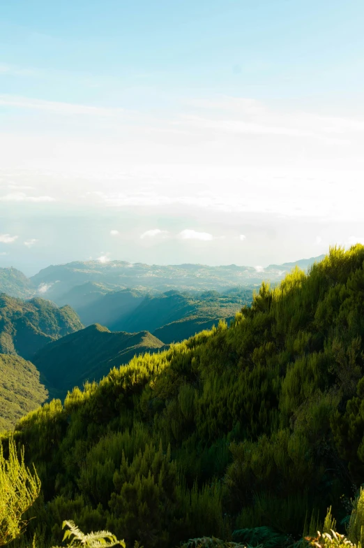 a mountain scene with a forest and mountains