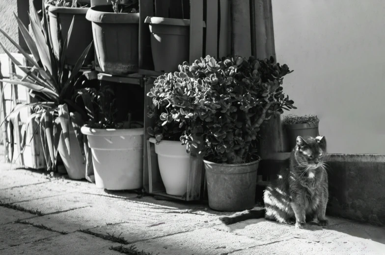 a cat sits in the sunlight near some potted plants