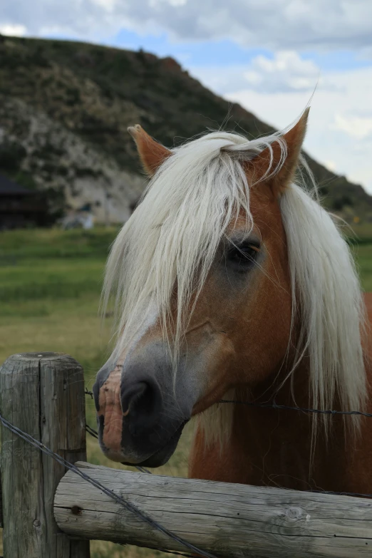 a horse with a white and blonde mane looks out a wire fence