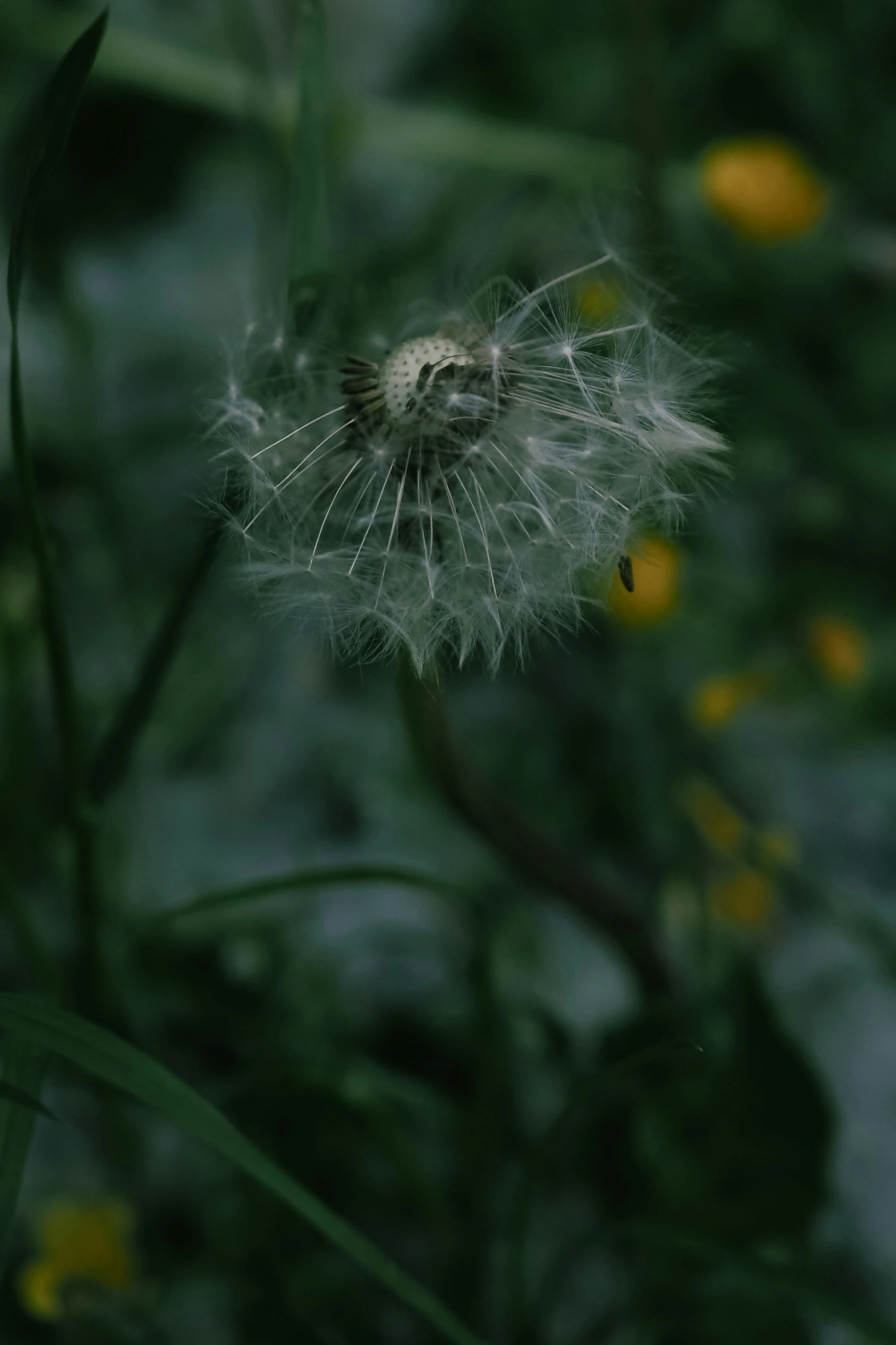 a dandelion with seeds in the foreground and green leaves behind