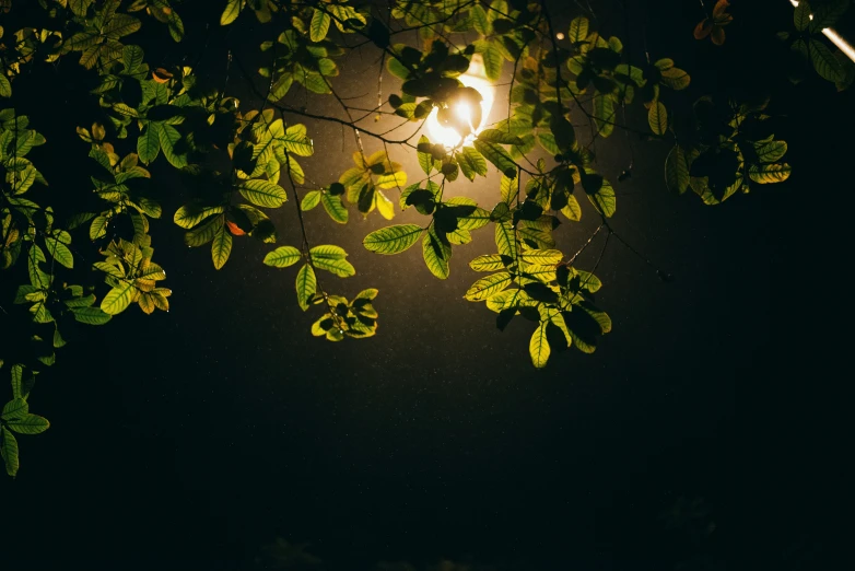 a street light surrounded by leafy nches